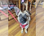 Small Photo #14 Chi-Corgi Puppy For Sale in Fultonham, NY, USA