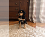 Puppy Maggie Gollie