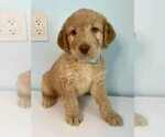 Puppy Simba Aussiedoodle-Labradoodle Mix