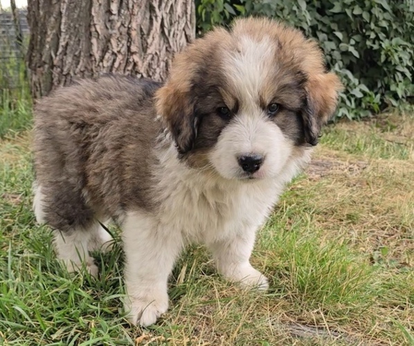Medium Photo #10 Great Bernese Puppy For Sale in ELGIN, OR, USA