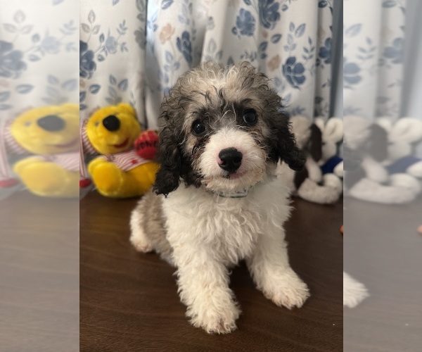 Medium Photo #9 Cockapoo (Miniature) Puppy For Sale in DURHAM, CT, USA
