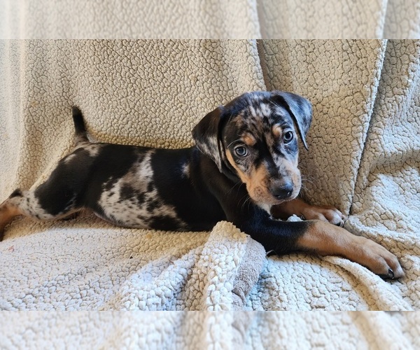 Medium Photo #5 Catahoula Leopard Dog Puppy For Sale in CUMBY, TX, USA