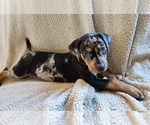 Small Photo #5 Catahoula Leopard Dog Puppy For Sale in CUMBY, TX, USA