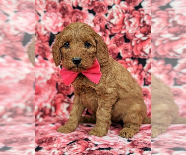 Medium Photo #2 Goldendoodle Puppy For Sale in LINCOLN UNIV, PA, USA