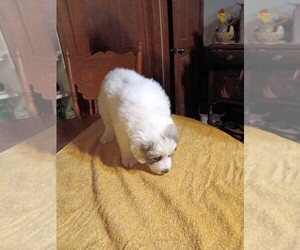 Medium Great Pyrenees