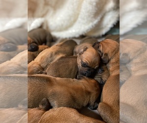 Rhodesian Ridgeback Puppy for sale in MAYFIELD, KY, USA