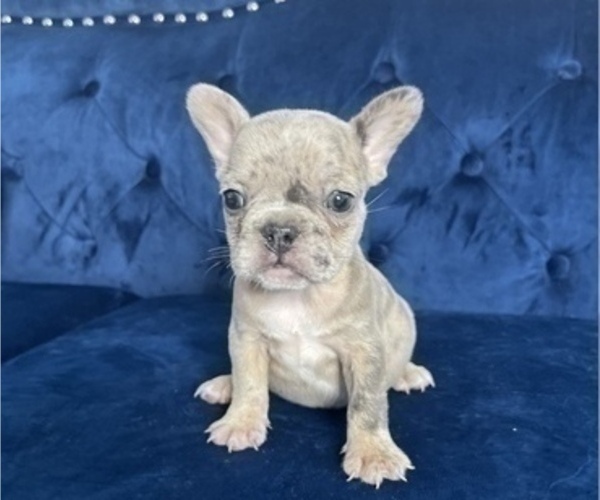 Medium Photo #34 French Bulldog Puppy For Sale in LOS ALTOS, CA, USA
