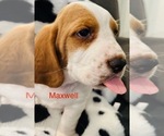 Puppy Maxwell Basset Hound