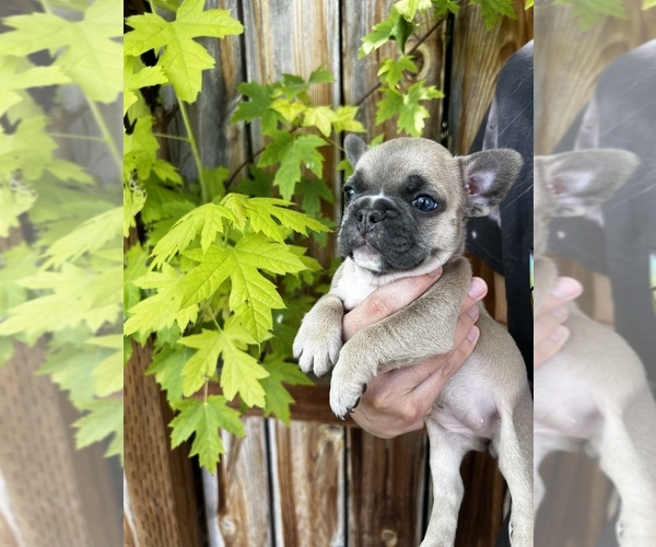 Medium Photo #3 French Bulldog Puppy For Sale in IDAHO FALLS, ID, USA