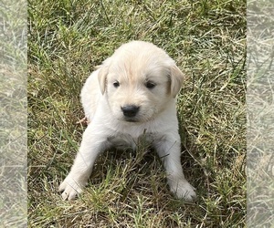 Golden Retriever Puppy for sale in AUSTIN, KY, USA