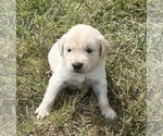 Image preview for Ad Listing. Nickname: Litter of 7