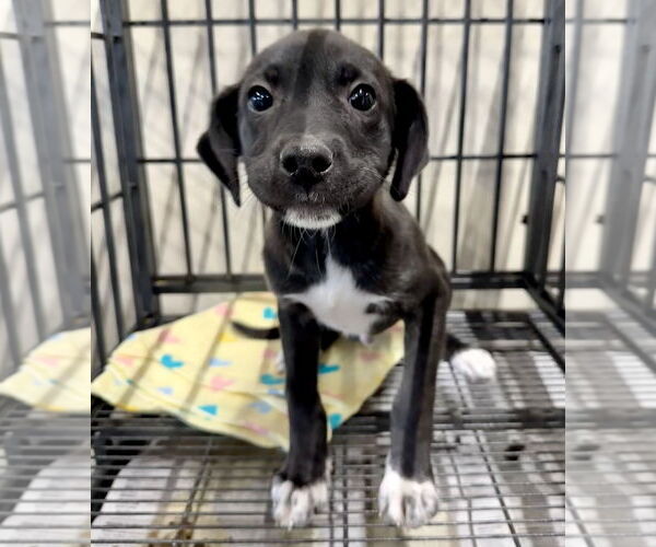 Medium Photo #2 American Pit Bull Terrier-Labrador Retriever Mix Puppy For Sale in GILBERTS, IL, USA