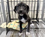 Small #1 American Pit Bull Terrier-Labrador Retriever Mix