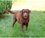Small Photo #1 Labrador Retriever Puppy For Sale in SYRACUSE, IN, USA