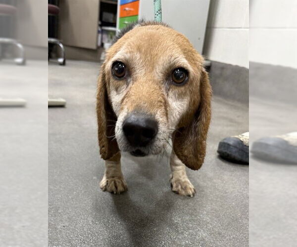 Medium Photo #1 Beagle Puppy For Sale in Forestville, MD, USA