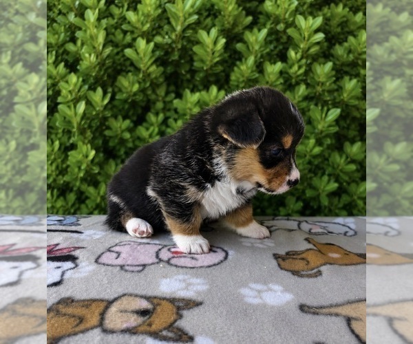 Medium Photo #10 Pembroke Welsh Corgi Puppy For Sale in CERES, CA, USA