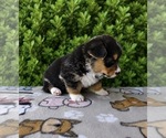 Small #9 Pembroke Welsh Corgi
