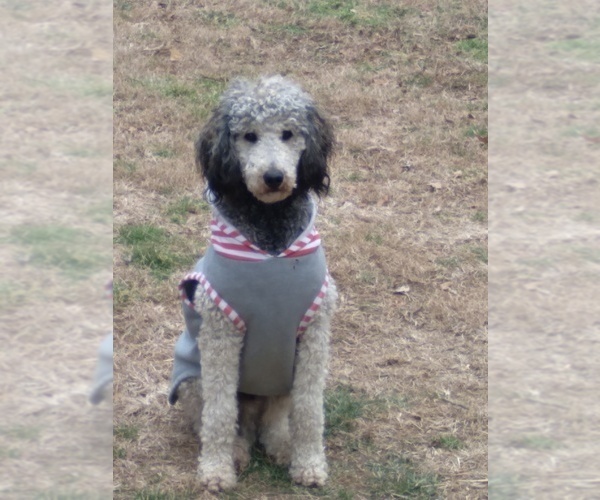 Medium Photo #16 Bernedoodle Puppy For Sale in SPARTA, TN, USA