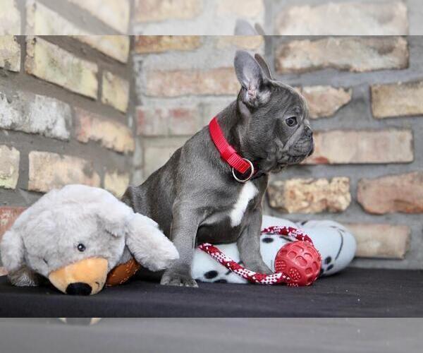 Medium Photo #2 French Bulldog Puppy For Sale in ERIAL, NJ, USA