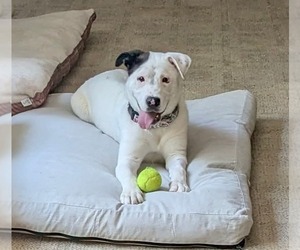 American Bulldog-Unknown Mix Dogs for adoption in Germantown, OH, USA