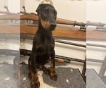 Small Photo #5 Doberman Pinscher Puppy For Sale in SAMSON, AL, USA