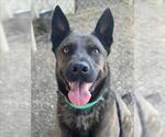 Small German Shepherd Dog