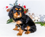 Small #2 Cavalier King Charles Spaniel