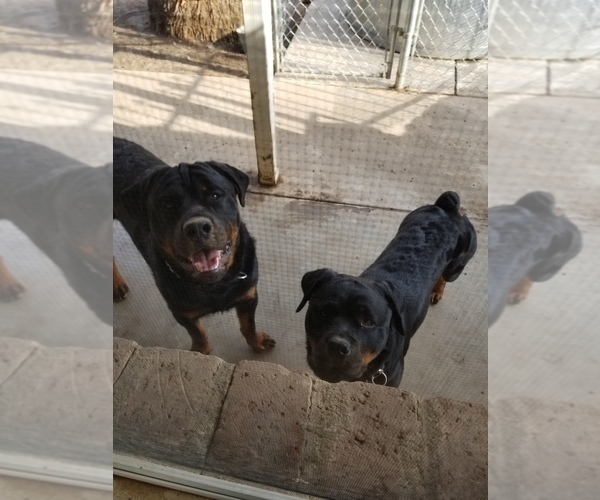 Medium Photo #1 Rottweiler Puppy For Sale in FRESNO, CA, USA