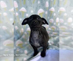 Doberman Pinscher-Unknown Mix Dogs for adoption in Conroe, TX, USA