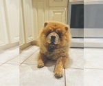 Small Photo #5 Chow Chow Puppy For Sale in WEST PALM BEACH, FL, USA