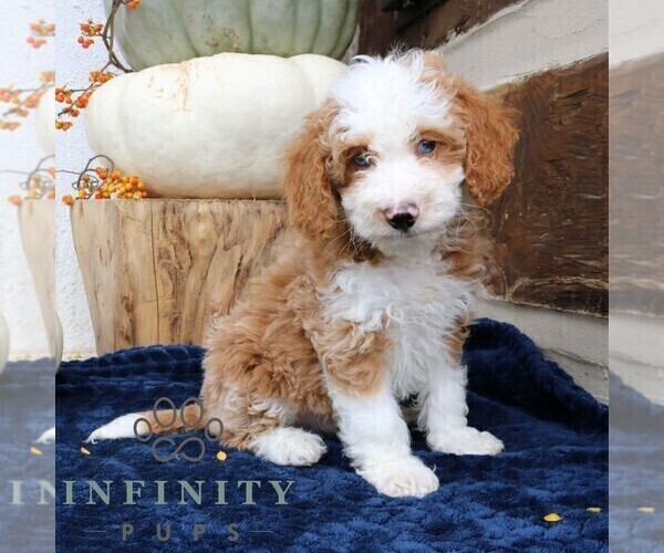 Medium Photo #2 Bernedoodle (Miniature) Puppy For Sale in NARVON, PA, USA