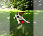 Small #18 Basenji-Rat Terrier Mix