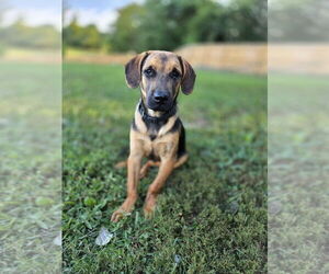 German Shepherd Dog-Unknown Mix Dogs for adoption in Aurora, IN, USA