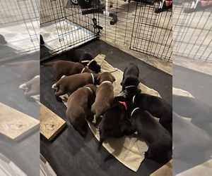 Labrador Retriever Puppy for sale in RAEFORD, NC, USA