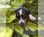 Small #2 Mutt