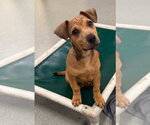 Small Photo #4 Mutt Puppy For Sale in South Bend, IN, USA