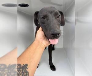 Unknown-Weimaraner Mix Dogs for adoption in Houston, TX, USA