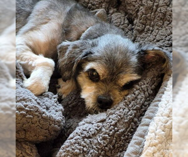 Medium Photo #2 Shih Tzu Puppy For Sale in Arlington, VA, USA