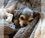 Small #1 Shih Tzu