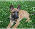 Puppy 2 German Shepherd Dog-Malinois Mix