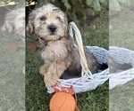 Small #3 Shorkie Tzu