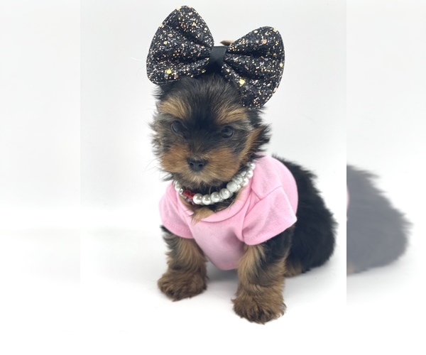 Medium Photo #6 Yorkshire Terrier Puppy For Sale in CORAL SPRINGS, FL, USA