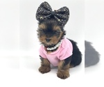 Small Photo #6 Yorkshire Terrier Puppy For Sale in CORAL SPRINGS, FL, USA