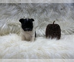 Small Photo #33 Shiranian Puppy For Sale in HAYWARD, CA, USA