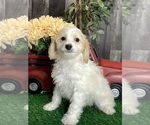 Small Cavachon