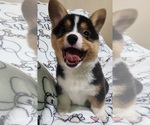 Small Pembroke Welsh Corgi
