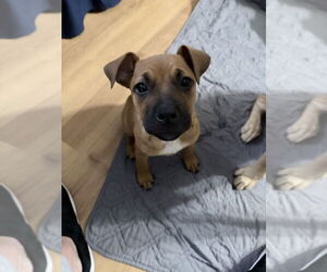 Labrador Retriever-Unknown Mix Dogs for adoption in Raleigh, NC, USA