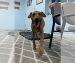 Small Photo #7 American Pit Bull Terrier-Doberman Pinscher Mix Puppy For Sale in Spotsylvania, VA, USA