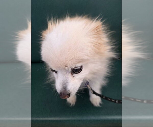 Medium Photo #2 Pomeranian Puppy For Sale in Salt Lake City, UT, USA