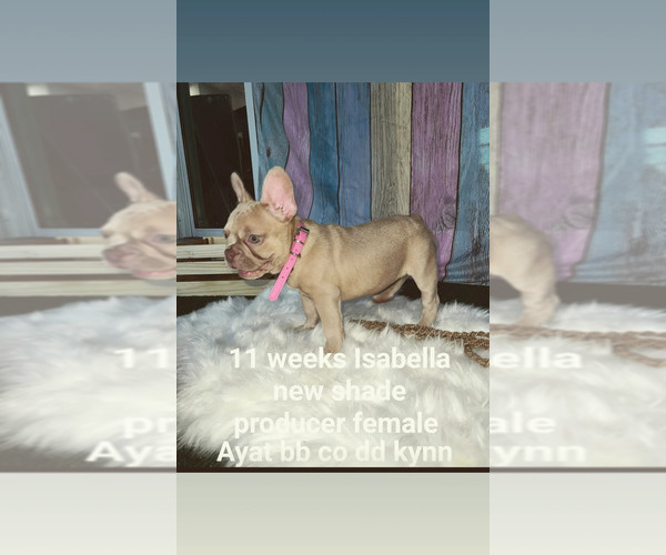 Medium Photo #35 French Bulldog Puppy For Sale in CAPE CORAL, FL, USA